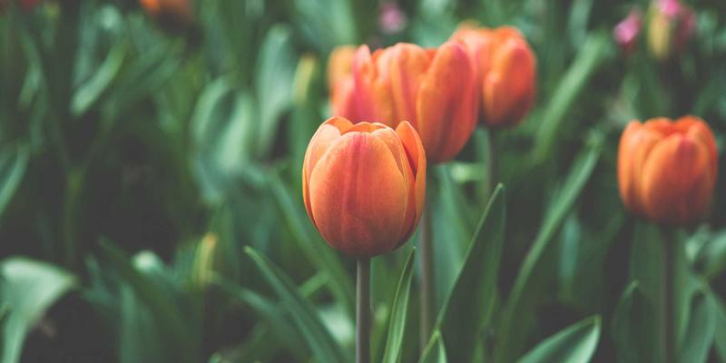 网络虚拟化:云计算时代的隐形引擎与前端开发的协同挑战